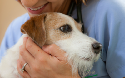 Saving your pet: A basic guide to resuscitation