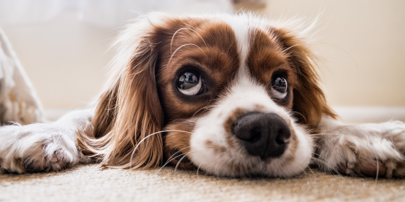 Demystifying dog liver disease