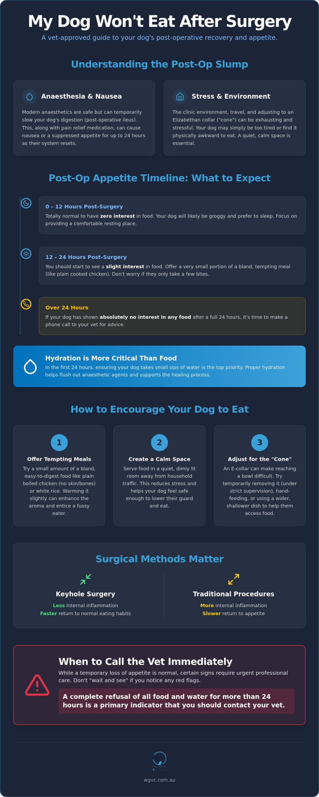 Dog Won't Eat After Surgery? What to Do and When to Worry