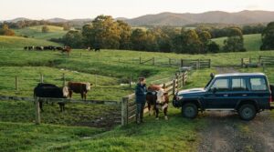 Quarantine Protocol for New Cattle: Protecting Your Gippsland Herd in 2026
