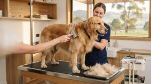 Dog Deshedding Treatment in Trafalgar: What to Expect