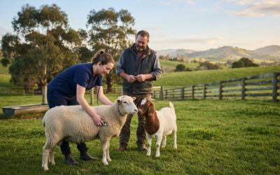 Sheep and Goat Vet near Bunyip: Local Farm Animal Care